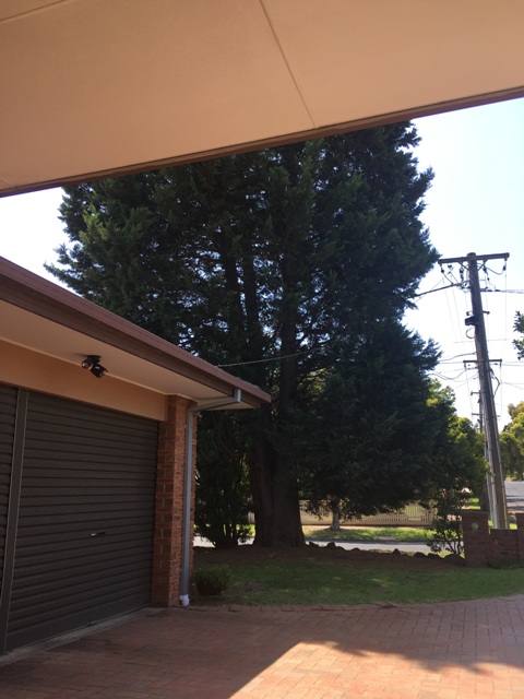  Trees make the yard