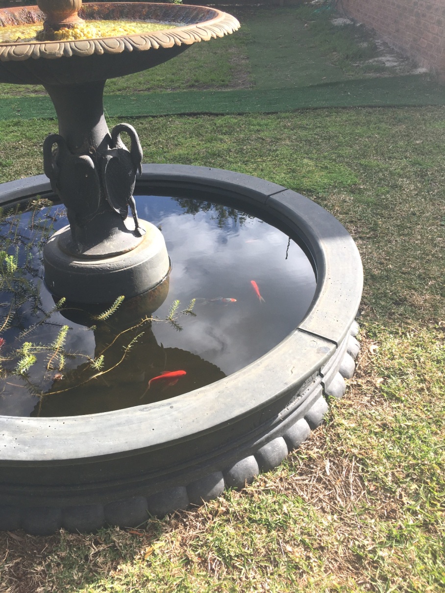 Goldfish