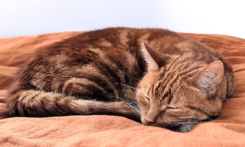 MERLIN