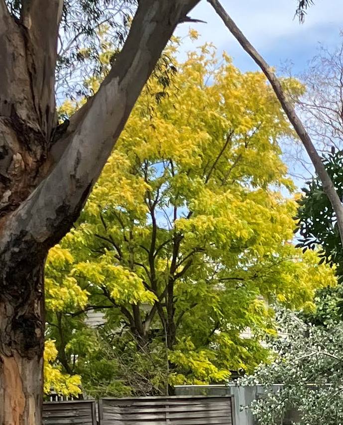 Tree Over Creek