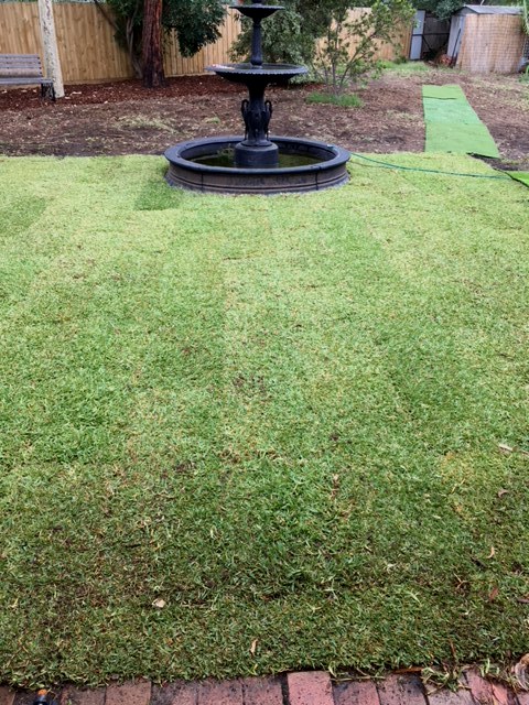Grass 