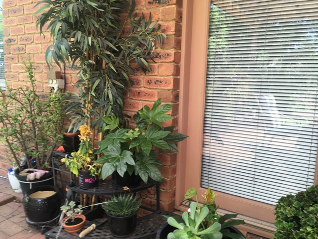 My Garden